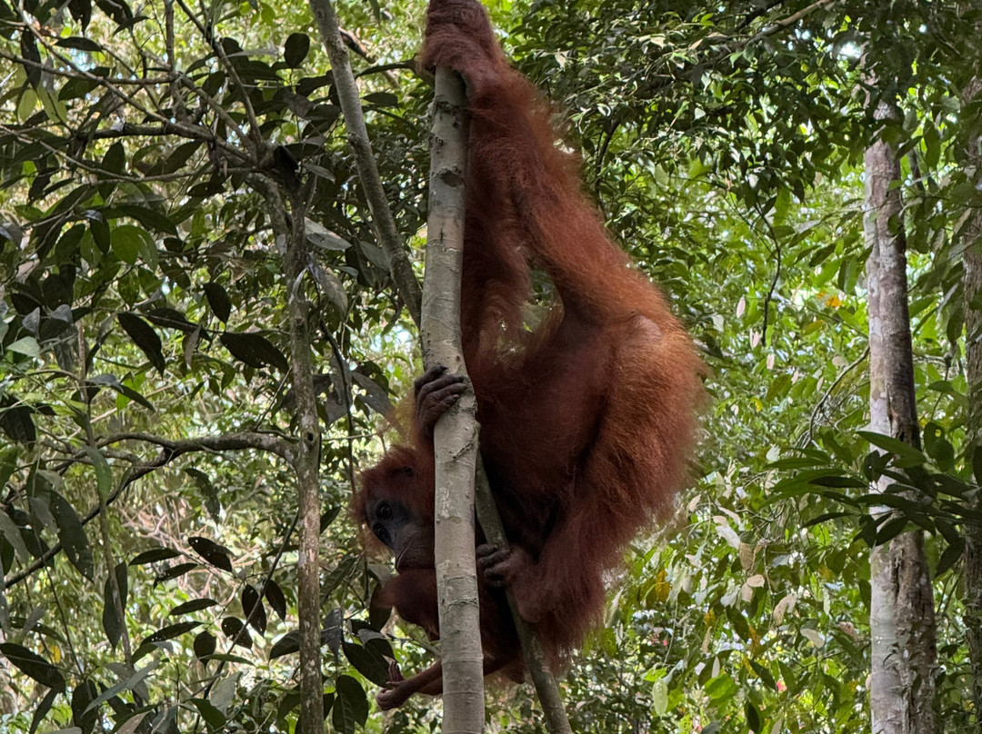 Sumatra Tour Adventures-武吉拉旺必去景点