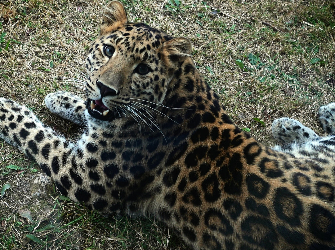 Yorkshire Wildlife Park-Auckley必去景点