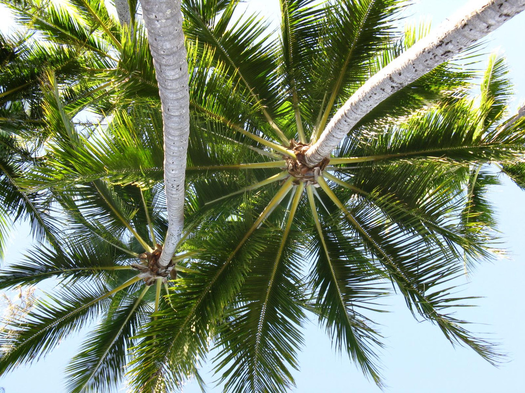 棕榈湾旅游景点-Palm Cove Retreat Day Spa