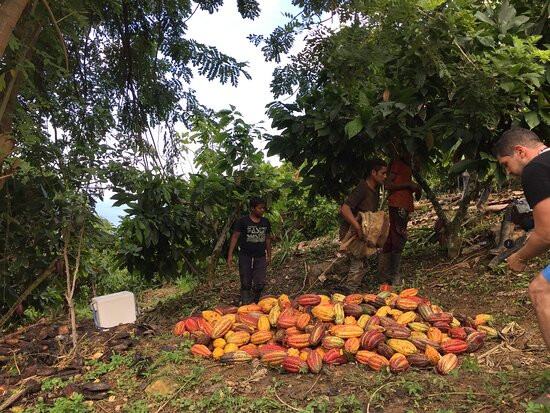 Tour del Cacao Finca Mira Mar景点图片