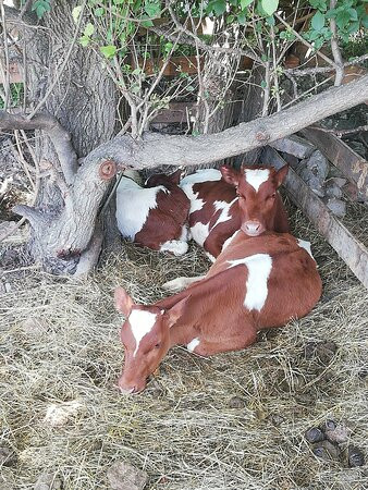 Horse Riding in Sukko Anapa-Sukko必去景点