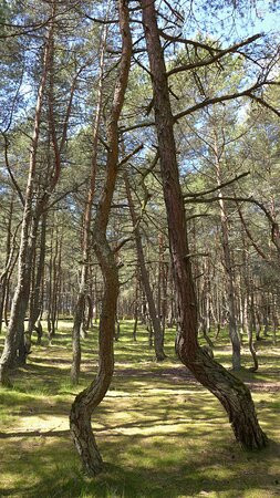 Dancing Forest景点图片