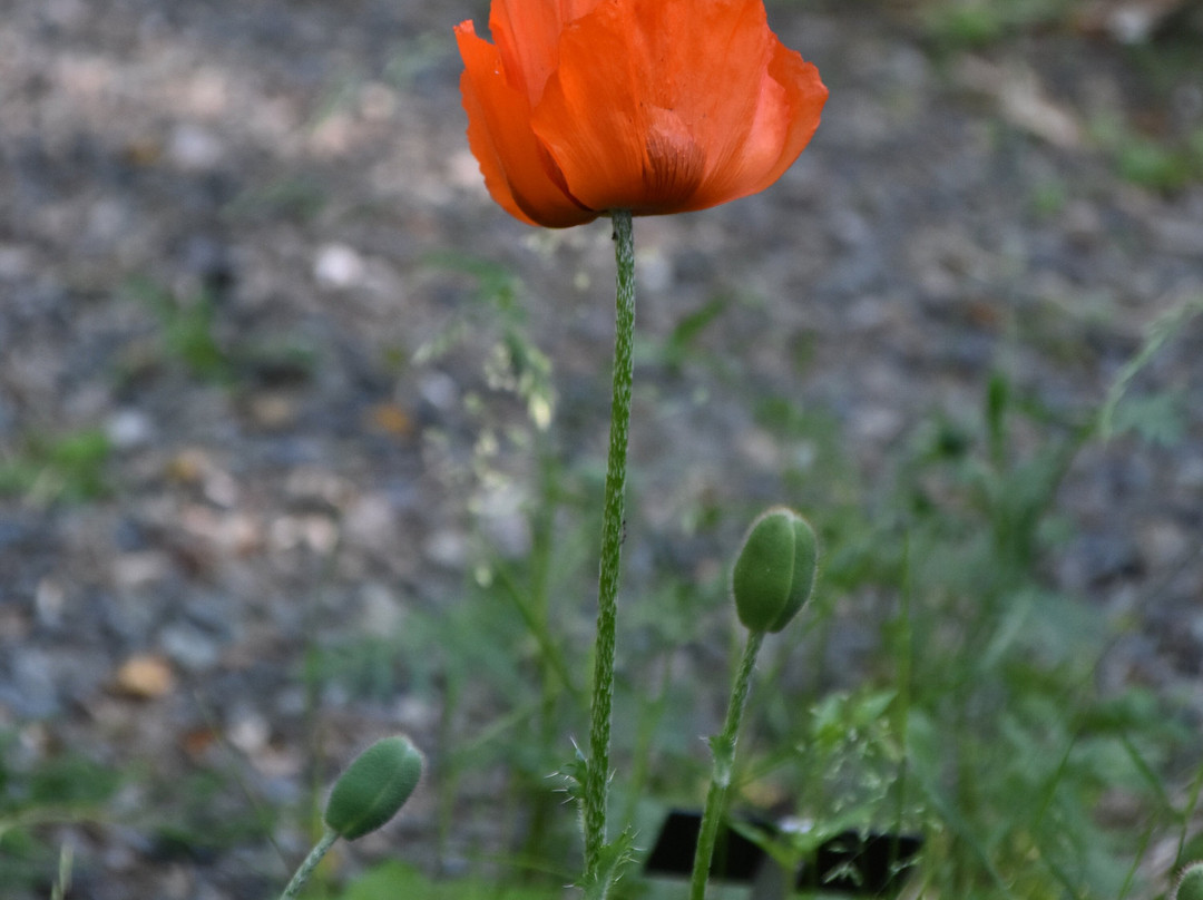 Giardino Botanico Montano di Pratorondanino-Campo Ligure必去景点