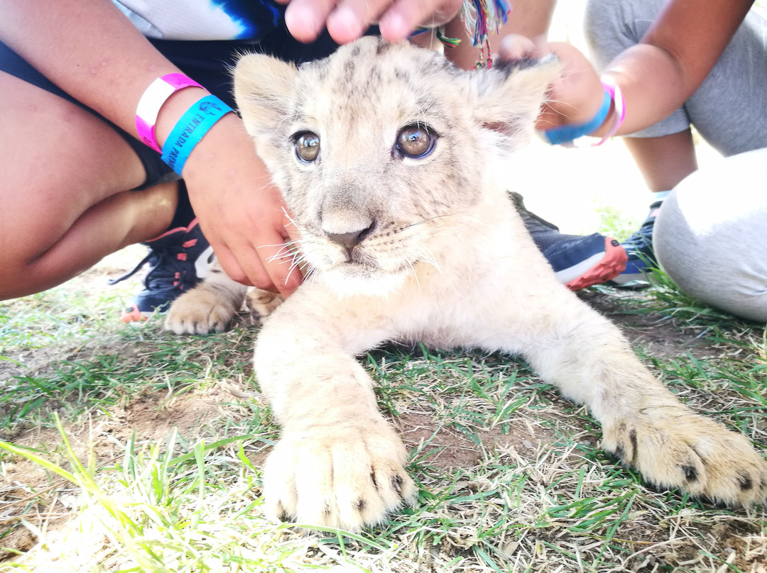 Zoo Safari Fauna Aventura-Hinojosa de San Vicente必去景点