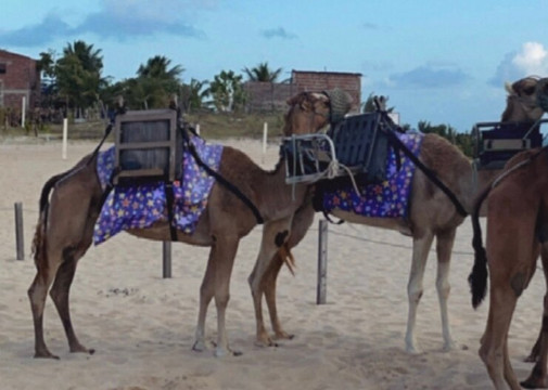 Passeios de Dromedarios-Natal必去景点
