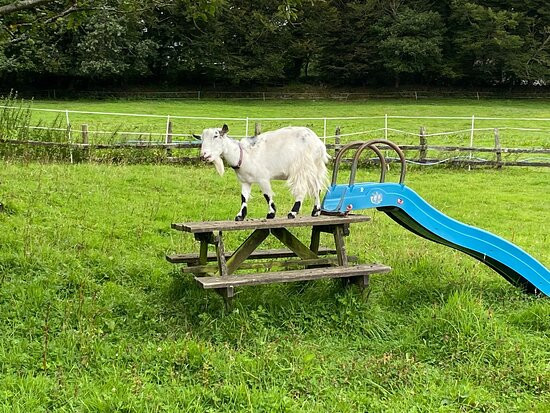 Tamar Valley Donkey Park-Gunnislake必去景点