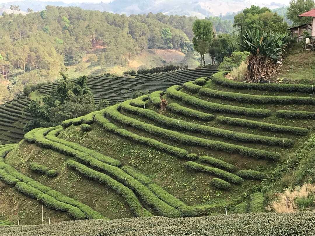 Tea Plantations景点图片