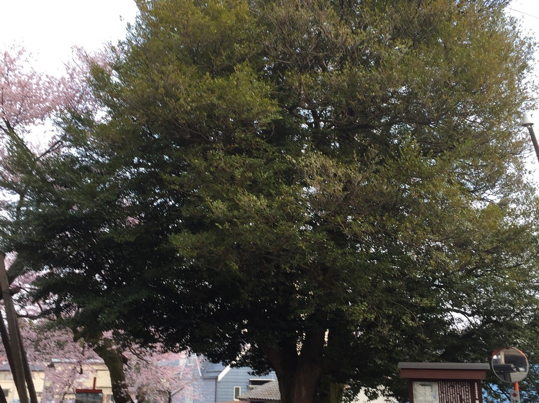 Isunoki Tree of Iida Castle Sakuramaru景点图片