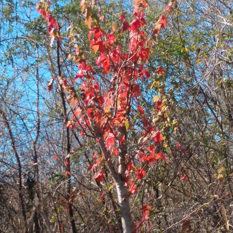 Lake Trafford-Immokalee必去景点