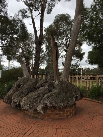 Big Mallee Root Stump-Ouyen必去景点