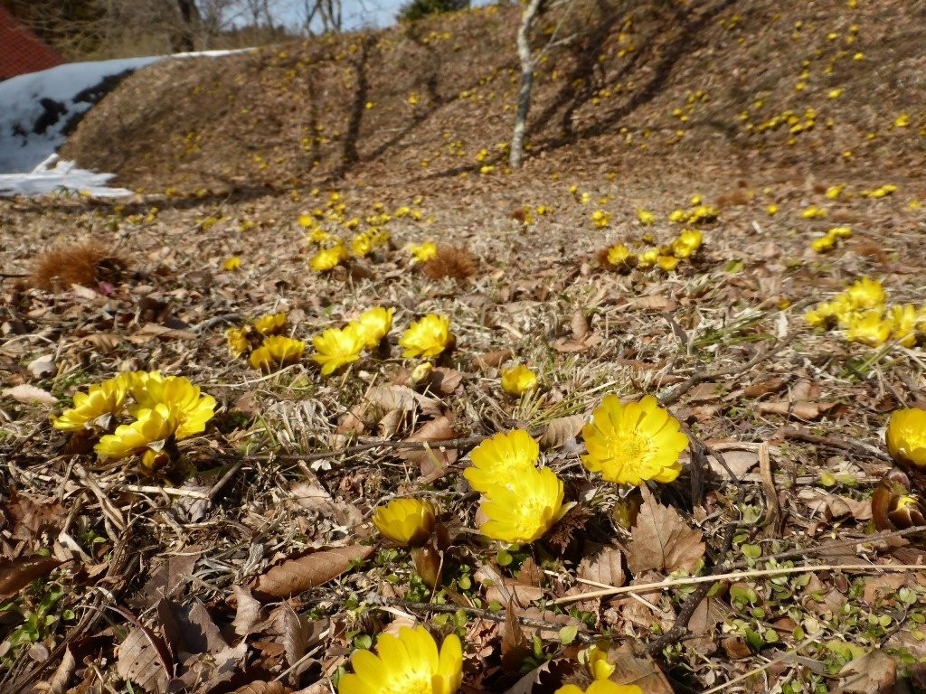 小野町旅游景点-Fukujuso no Sato