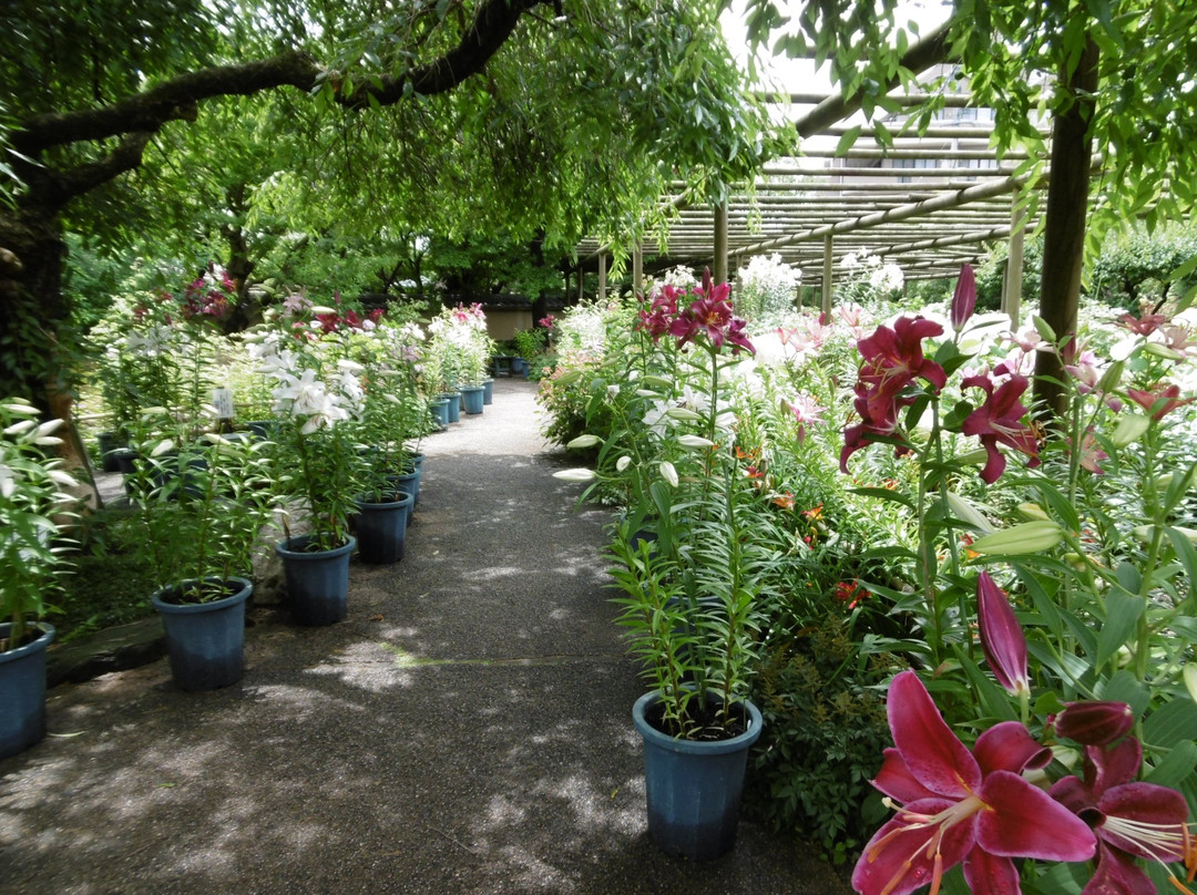 Hakozakigu Flower Garden景点图片