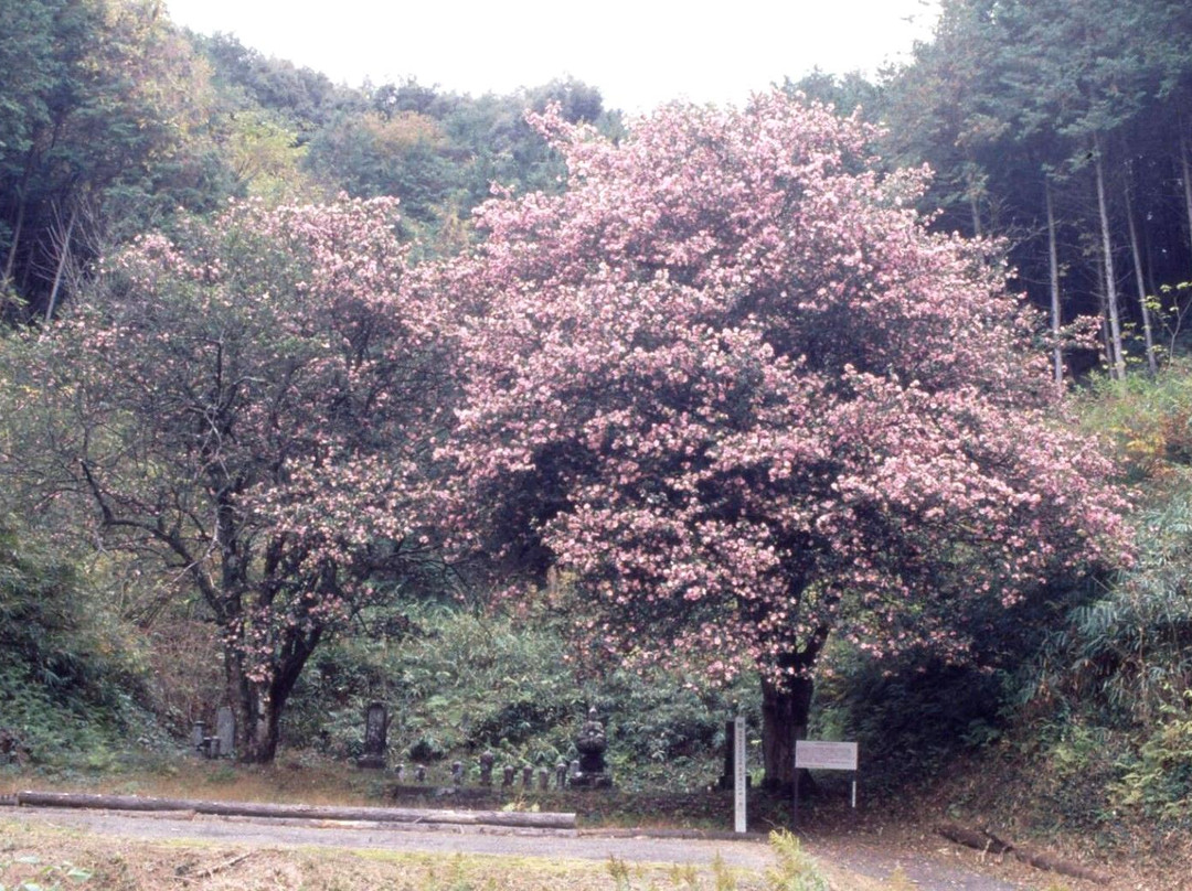 Shobuji Temple-关市必去景点