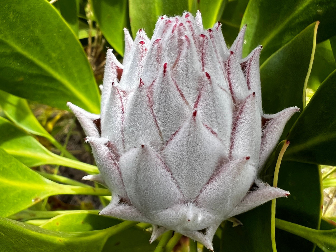 Malolo Farm - Proteas Of Maui-库拉必去景点