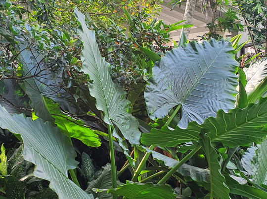 Angulugaha旅游攻略图片