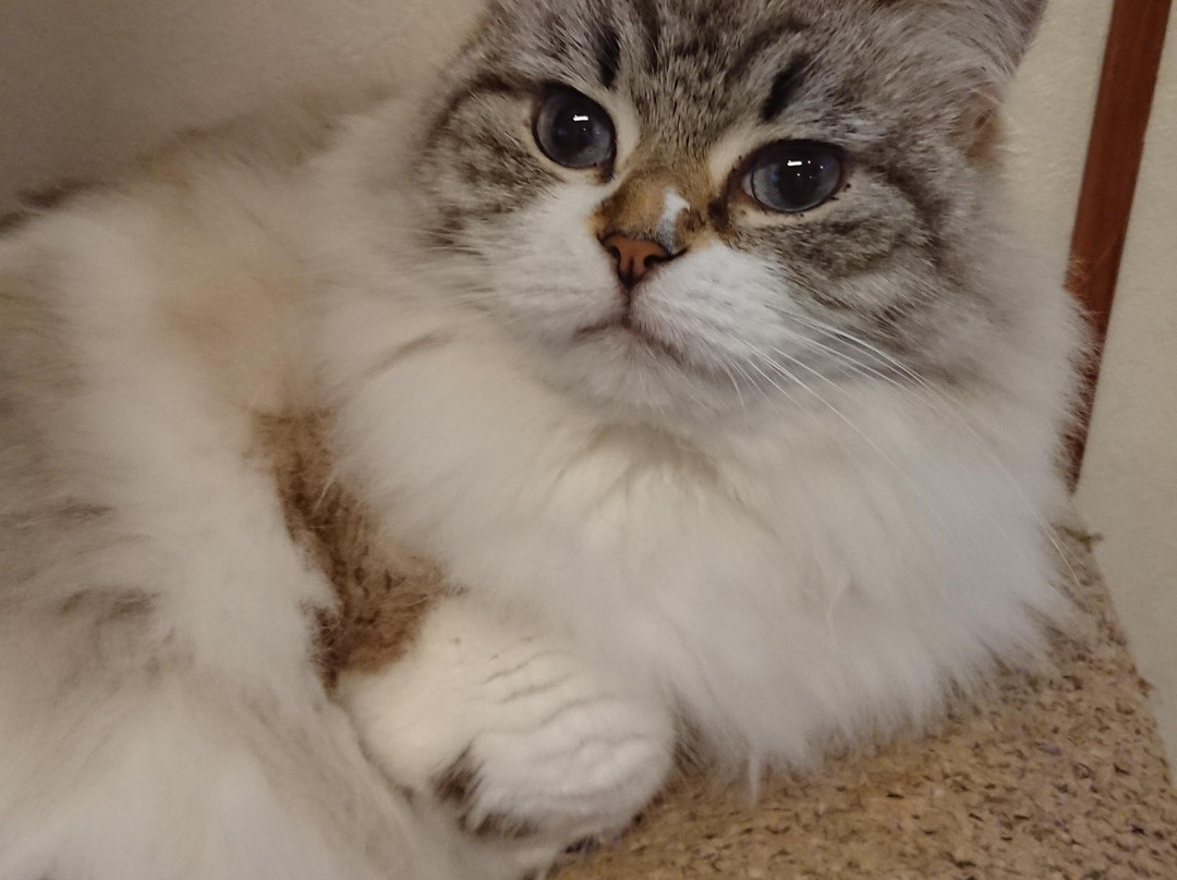 猫カフェNyanny(ニャニィー)-神户市必去景点