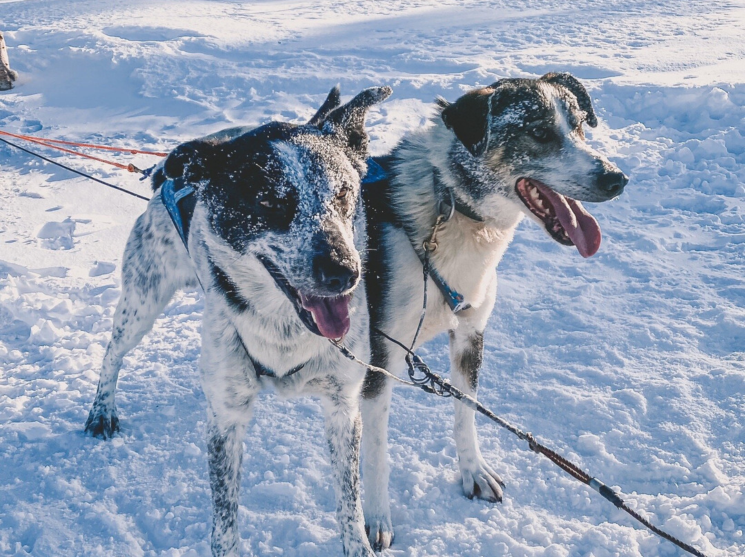 Lapland Sleddog Adventures景点图片