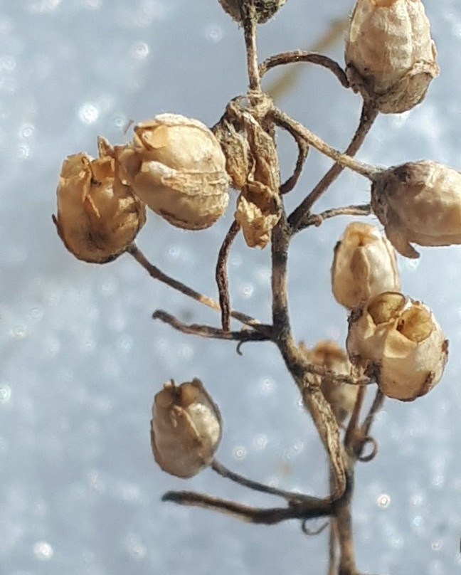 Icelandic Heritage-基米尼必去景点