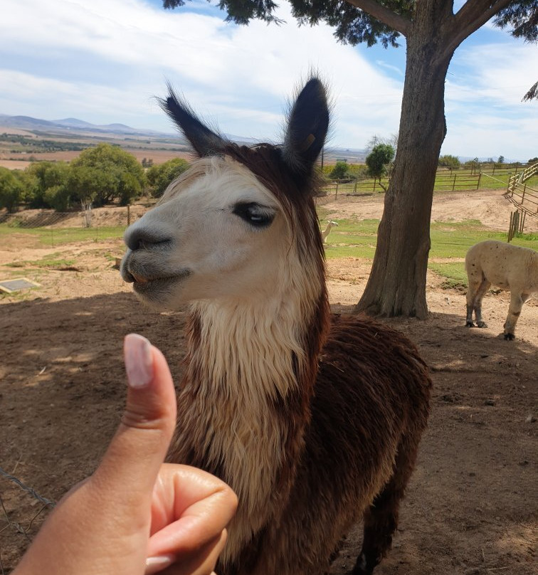 The Alpaca Loom Coffee Shop & Weaving Studio-Suider Paarl必去景点
