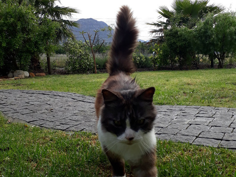 Khashamongo B & B主图