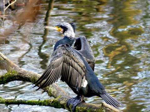 Jungbornpark-Moers必去景点