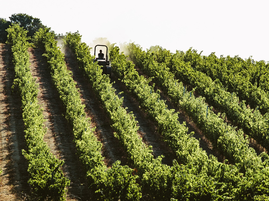 Settimo San Pietro旅游景点-Ferruccio Deiana Winery