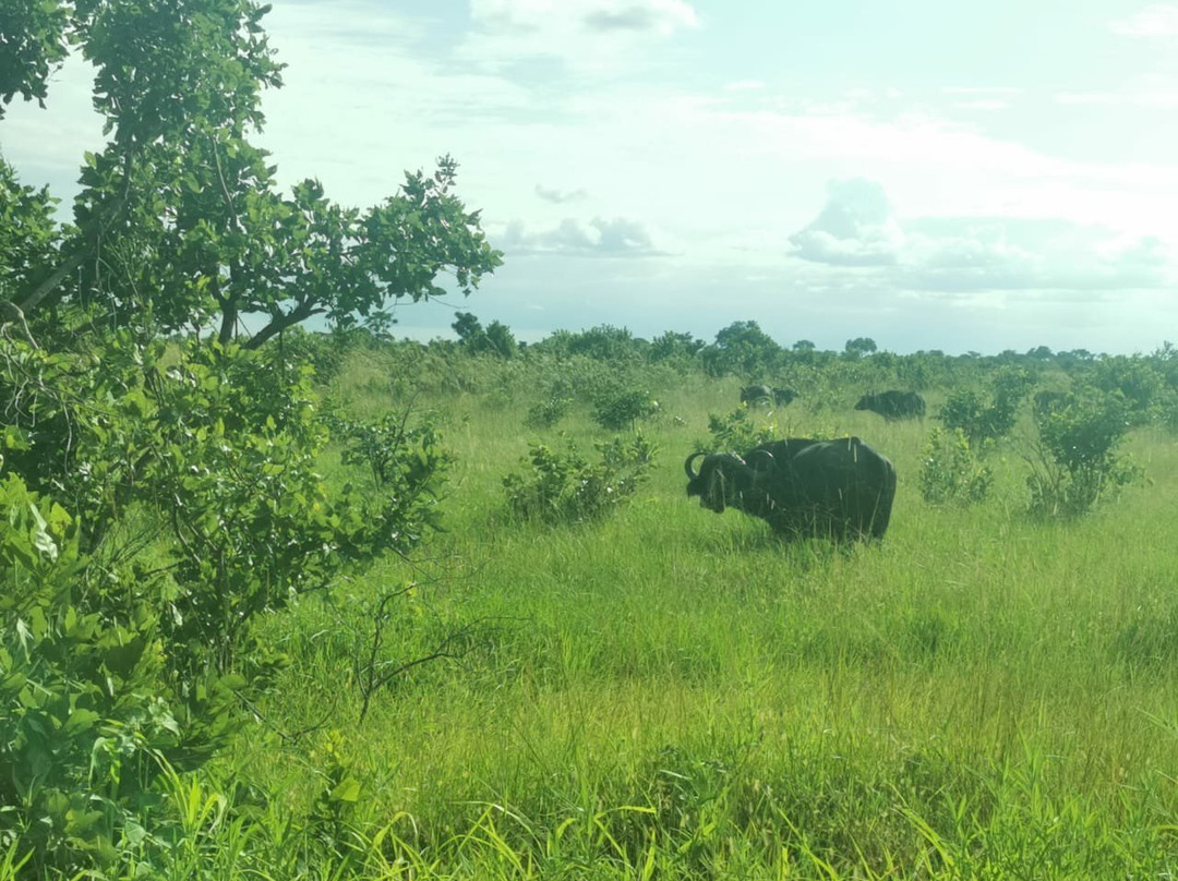 Kafue National Park-Kafue National Park必去景点
