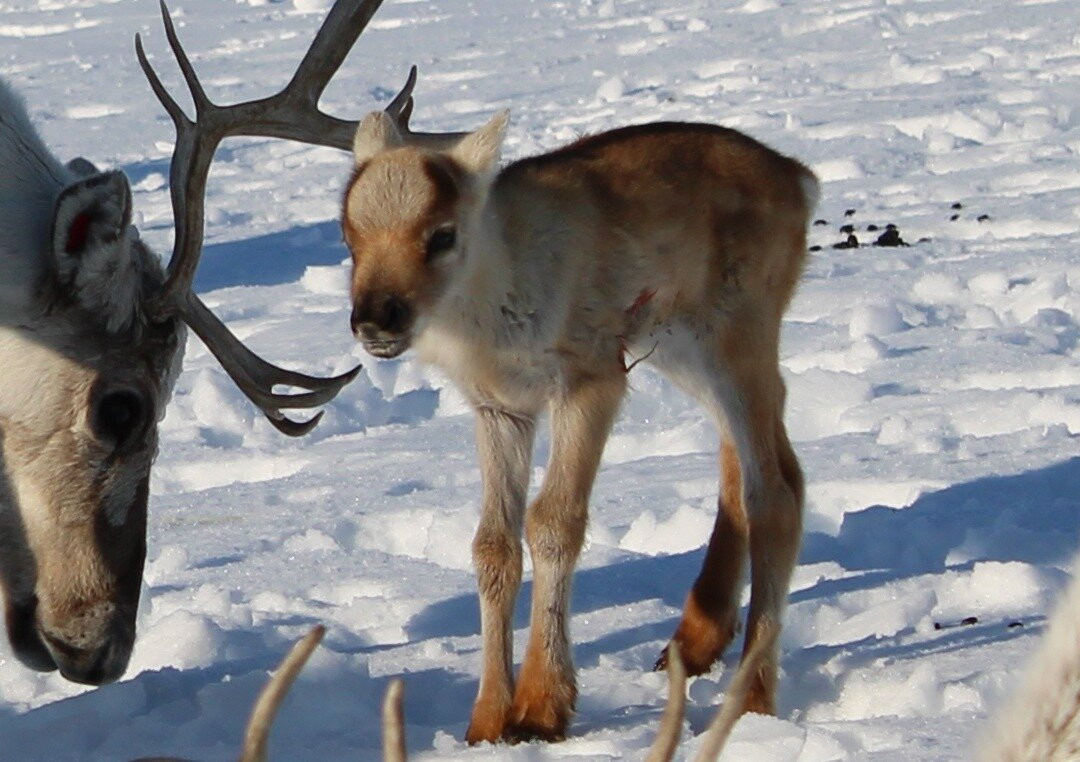 Áldu - Reindeer Adventures景点图片