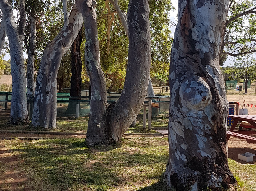 Dongara Activity Park景点图片