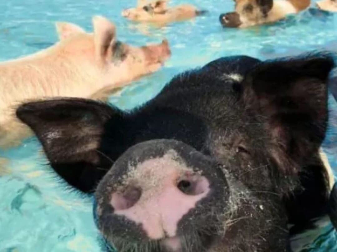 Da Pig Beach Nassau-拿骚必去景点