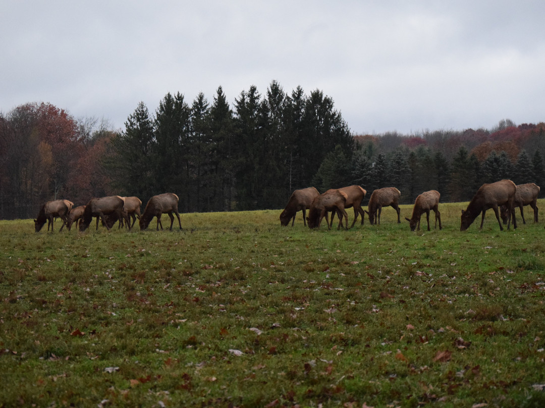 Elk Country Visitor Center景点图片
