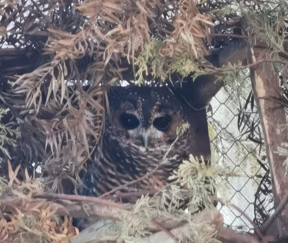 Romahue-巴拉斯港必去景点