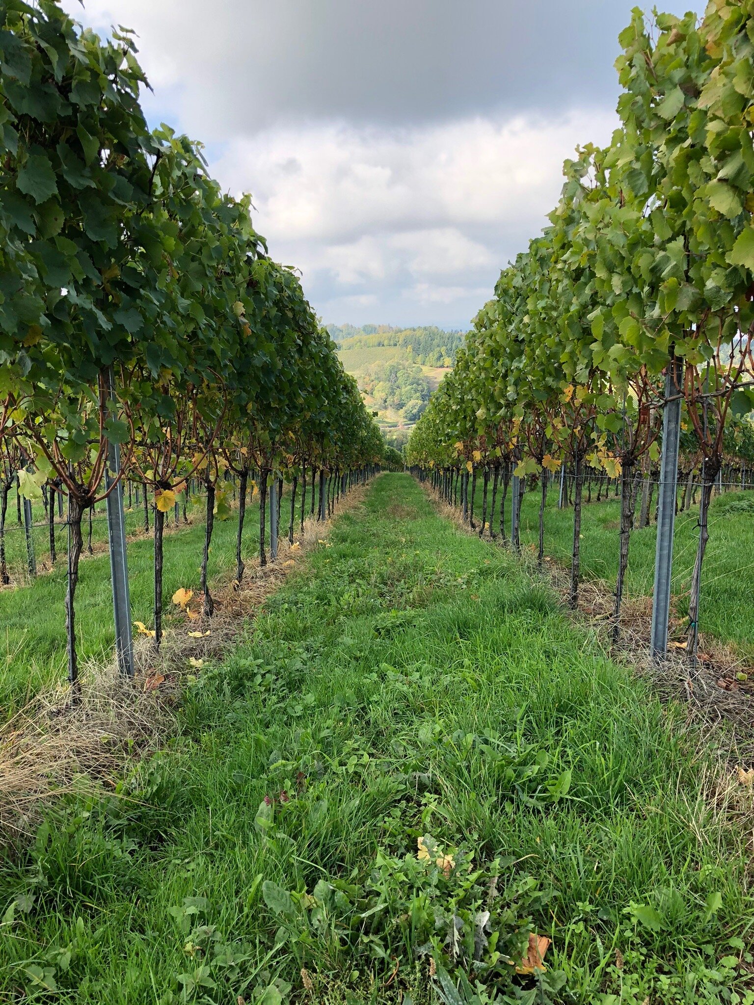 Schusterjunge Aparthotel Sasbachwalden-官方