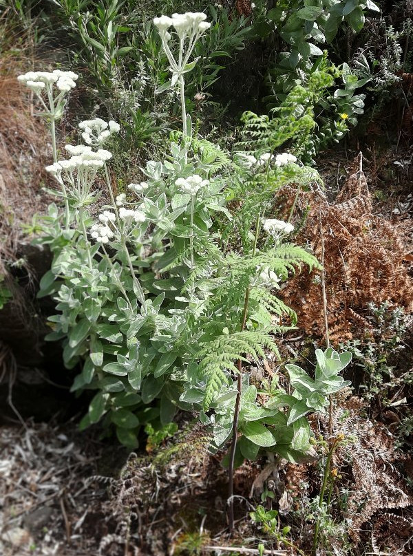 Cecilia Forest-康士坦提亚必去景点
