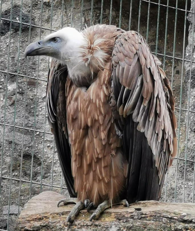 Burg Kasselburg-Pelm必去景点