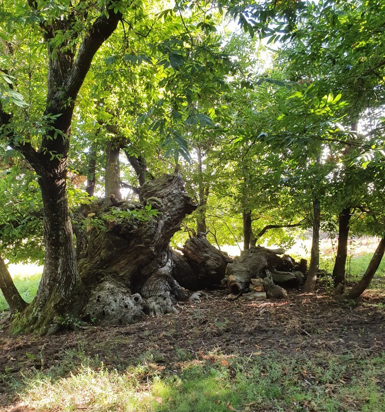 Plateau De Lambert景点图片