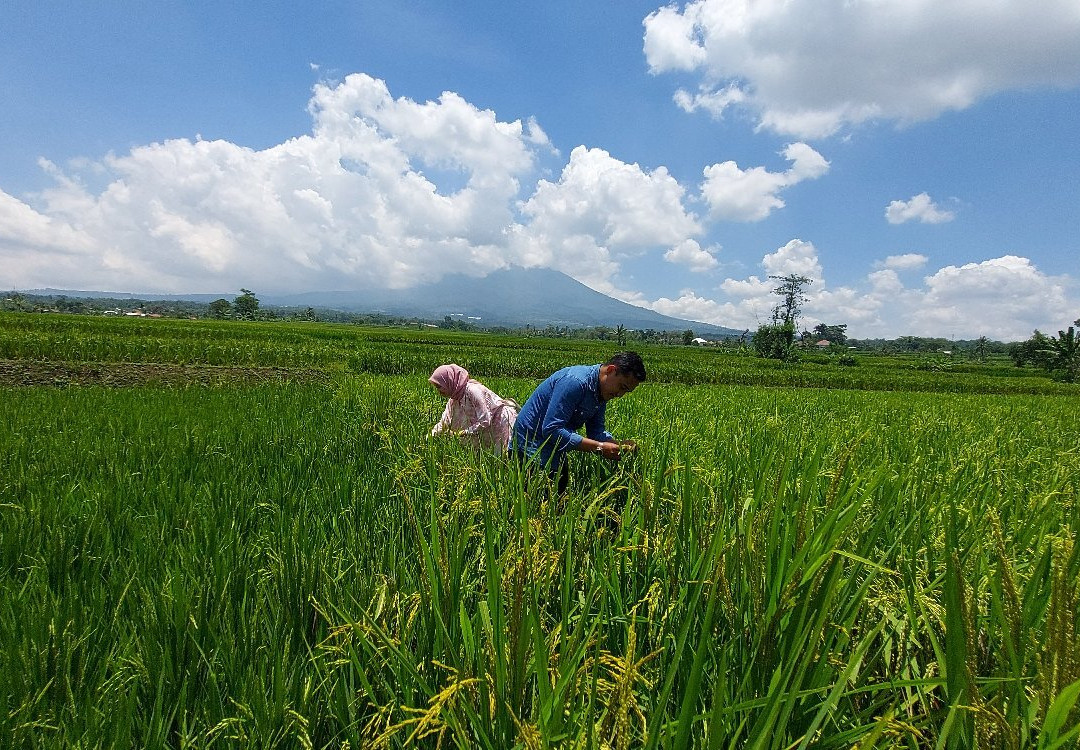 Kampung Budaya Padi Pandan Wangi-Cianjur必去景点