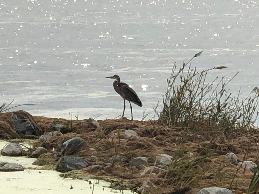 Farmington Bay Waterfowl Management Area景点图片