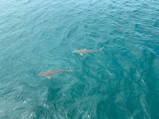 Wavedancer Low Isles Cruise-道格拉斯港必去景点