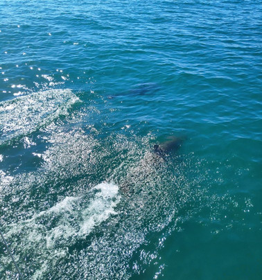 Catamaran Dragon de Oro-班纳玛德纳必去景点