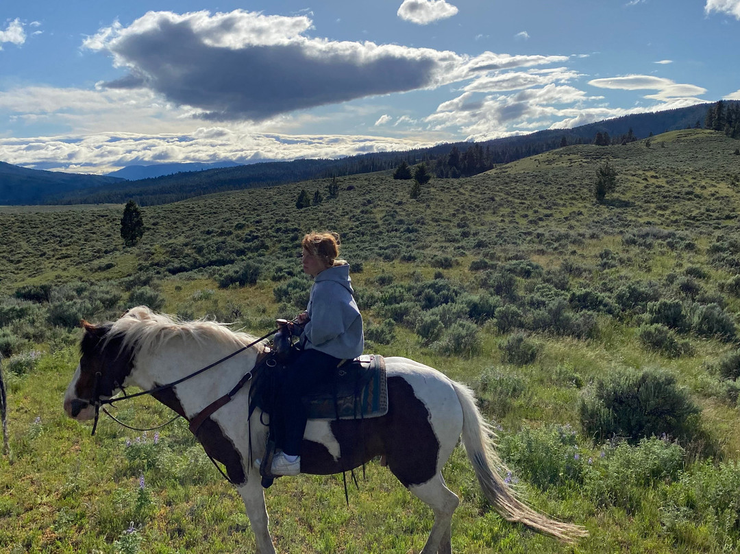 Paws Up Montana主图