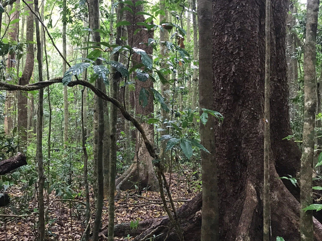 Wongabel State Forest- 阿瑟顿必去景点