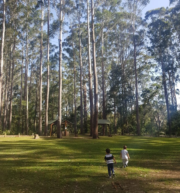 Bongil Bongil National Park景点图片