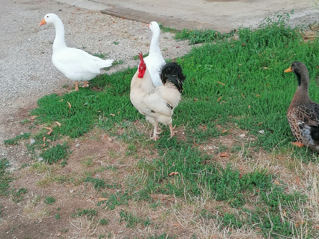 La Ferme de Montard主图