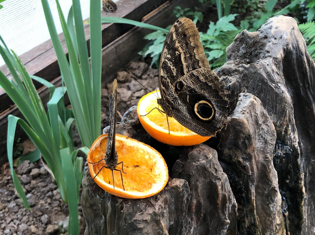 Butterfly House Praid-Praid必去景点