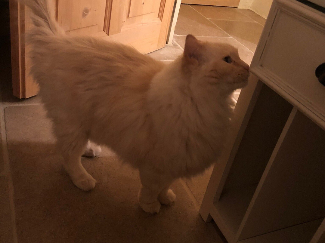 Les Champs de Provence主图