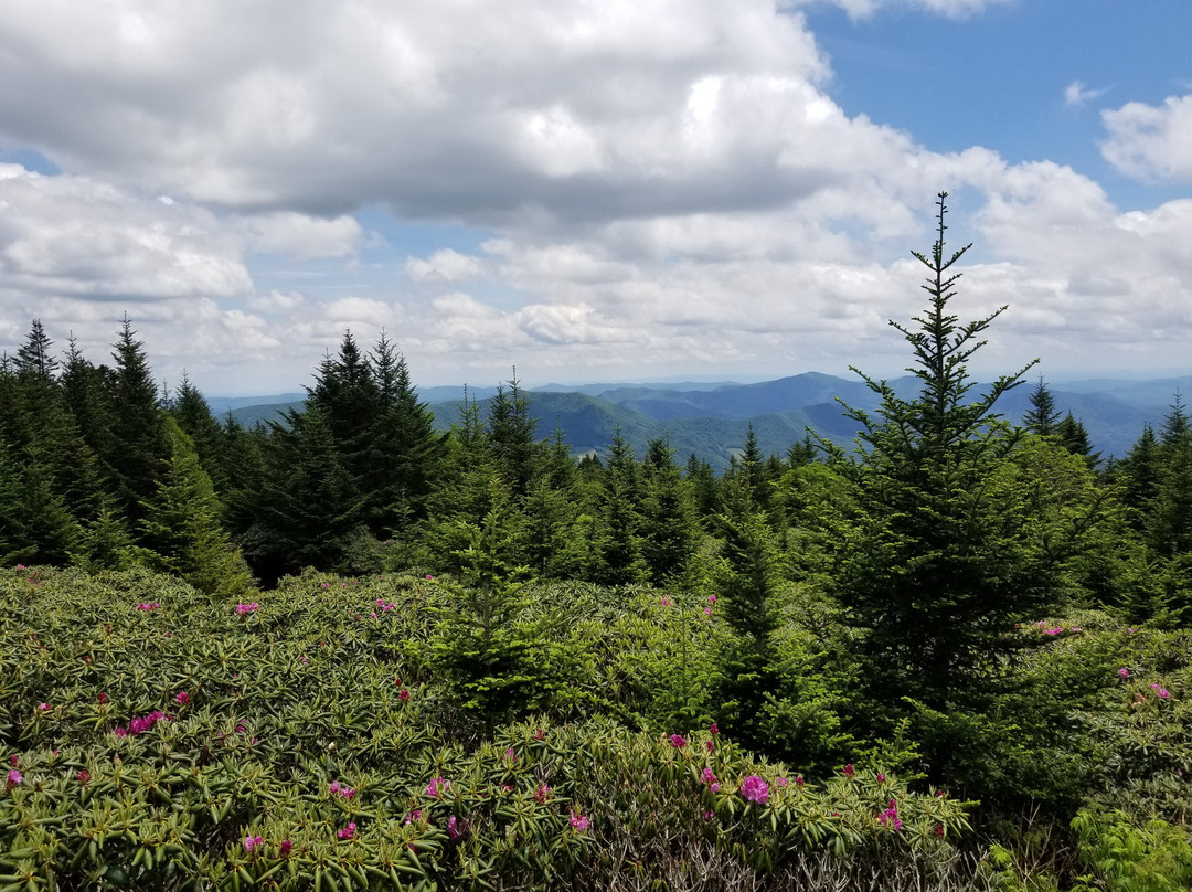 Roan Mountain State Park景点图片