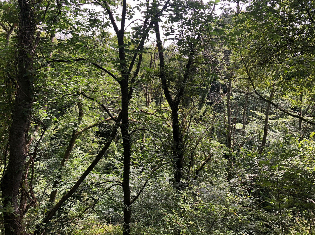 Svartingedalen-Rutsker必去景点