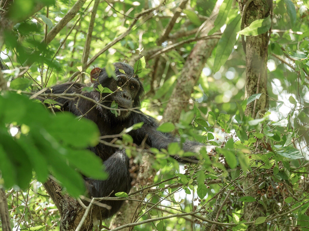 Wild Experience Africa-Wakiso必去景点