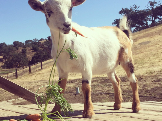 Folded Hills Farmstead-戈利塔必去景点